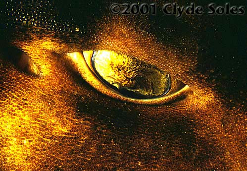 3e-Golden